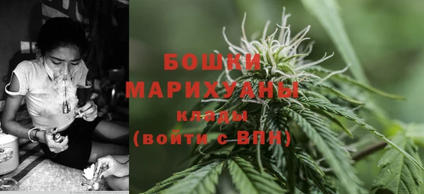шишки Верея